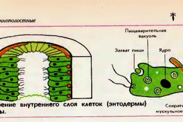 Площадка mega tor